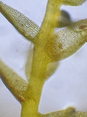 Hygroamblystegium humile