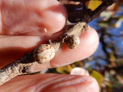 Allokermes galliformis