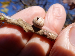 Allokermes galliformis