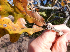 Allokermes galliformis