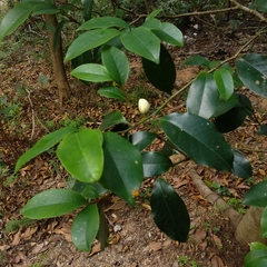 Magnolia figo