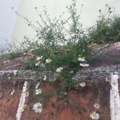 Erigeron karvinskianus