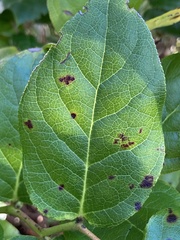 Mycosphaerella chimaphilae