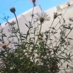 Erigeron karvinskianus
