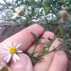 Erigeron karvinskianus