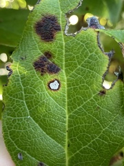 Mycosphaerella chimaphilae