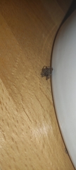 Araneae