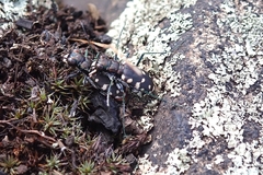 Cicindela rufiventris hentzii