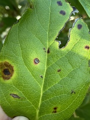 Mycosphaerella chimaphilae