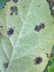 Mycosphaerella chimaphilae