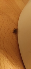 Araneae