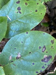 Mycosphaerella chimaphilae