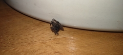Araneae