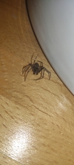 Araneae