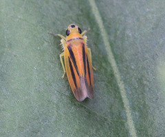 Angustuma basinigra