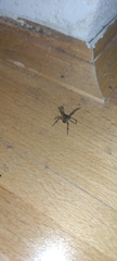 Araneae