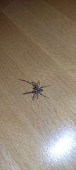 Araneae