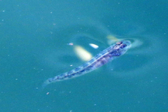 Microgobius gulosus