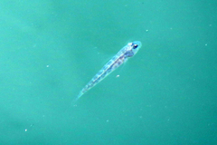 Microgobius gulosus