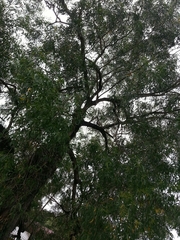 Acacia auriculiformis