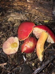 Pseudohygrocybe