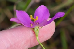 Sabatia grandiflora