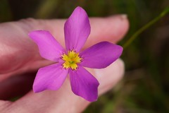Sabatia grandiflora