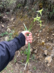 Trichlora peruviana