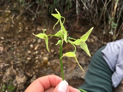 Trichlora peruviana