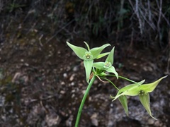 Trichlora peruviana
