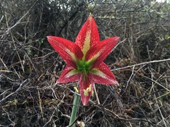 Hippeastrum machupijchense