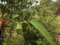 Piper verbascifolium