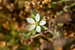 Spergula ramosa