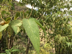 Piper verbascifolium