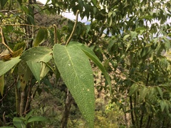 Piper verbascifolium