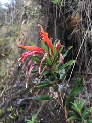 Siphocampylus tupaeformis