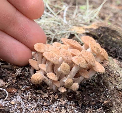 Ringless Honey Mushroom (Desarmillaria caespitosa)