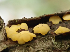 Bisporella subpallida
