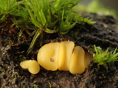 Bisporella subpallida
