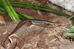 Egerniinae