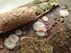 Chlorociboria glauca