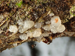 Tremella globispora