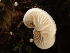 Clitopilus hobsonii