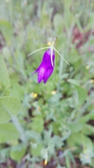 Campanula lusitanica lusitanica