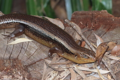 Egerniinae