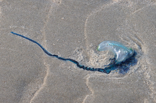 Indo-Pacific Man-O-War, photo 8 of 9