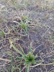 Eryngium paniculatum