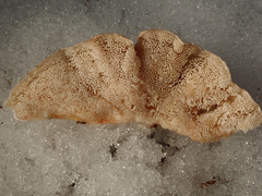 Osteina undosa