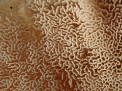 Osteina undosa