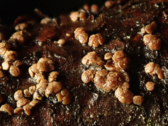 Pezicula eucrita